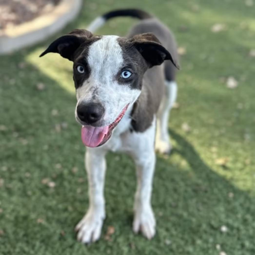 Enlarge Sheldon, a Adoptable mixed breed in Red Bluff, CA image 1/4