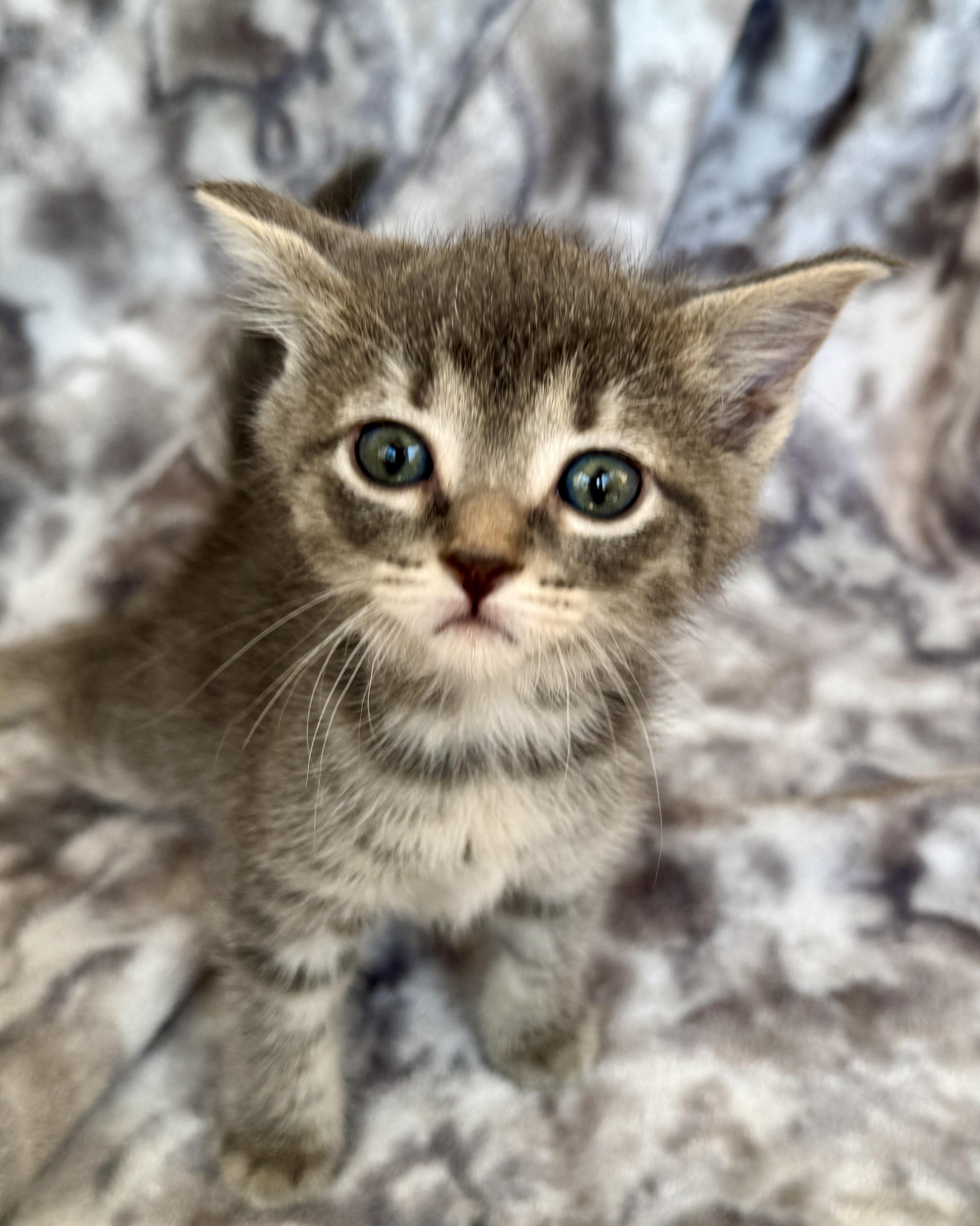 Lenny, ADOPTABLE, Kitten Male Domestic Short Hair.