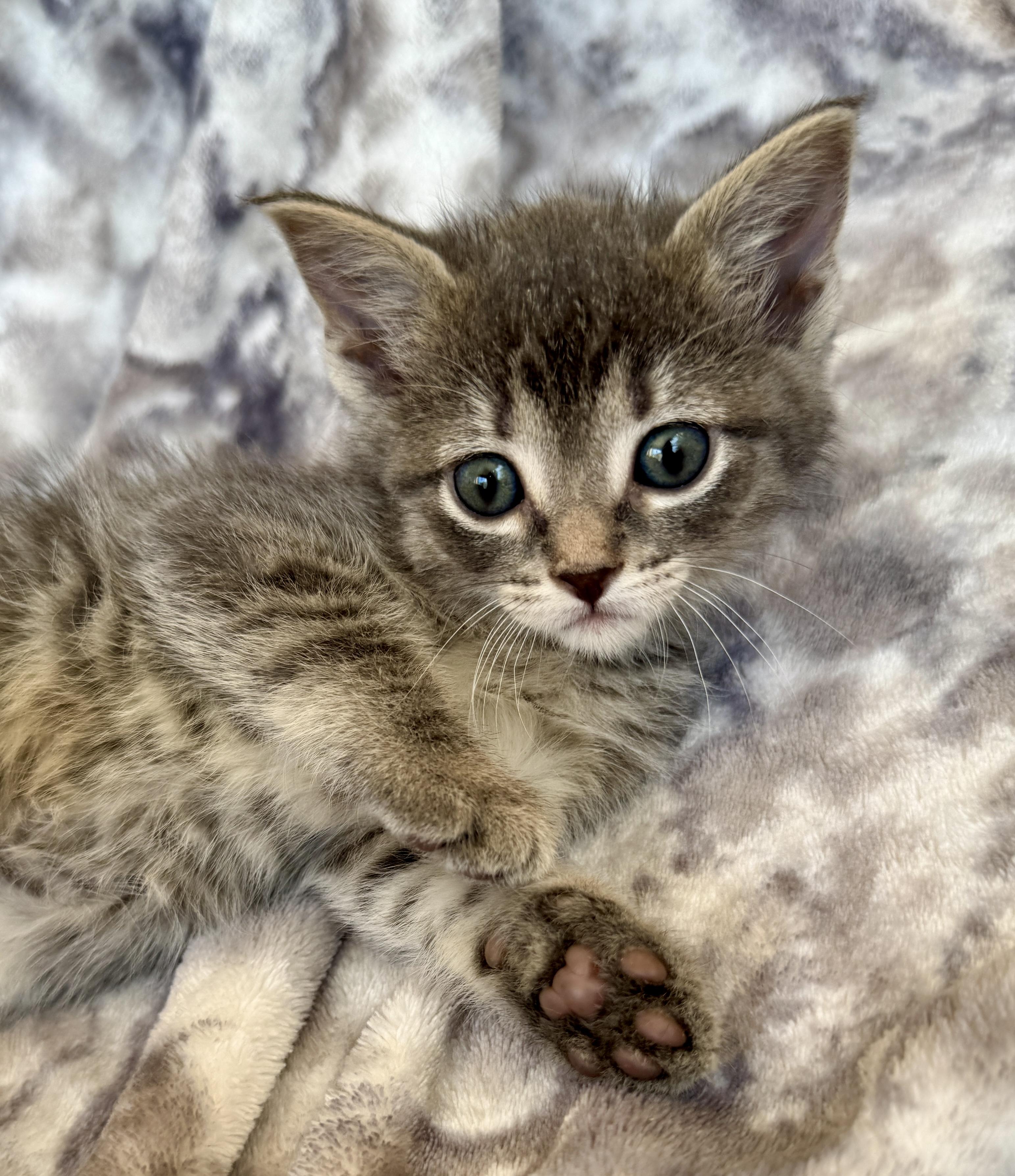 Enlarge Lenny, a ADOPTABLE Domestic Short Hair in Port Washington, WI image 3/3