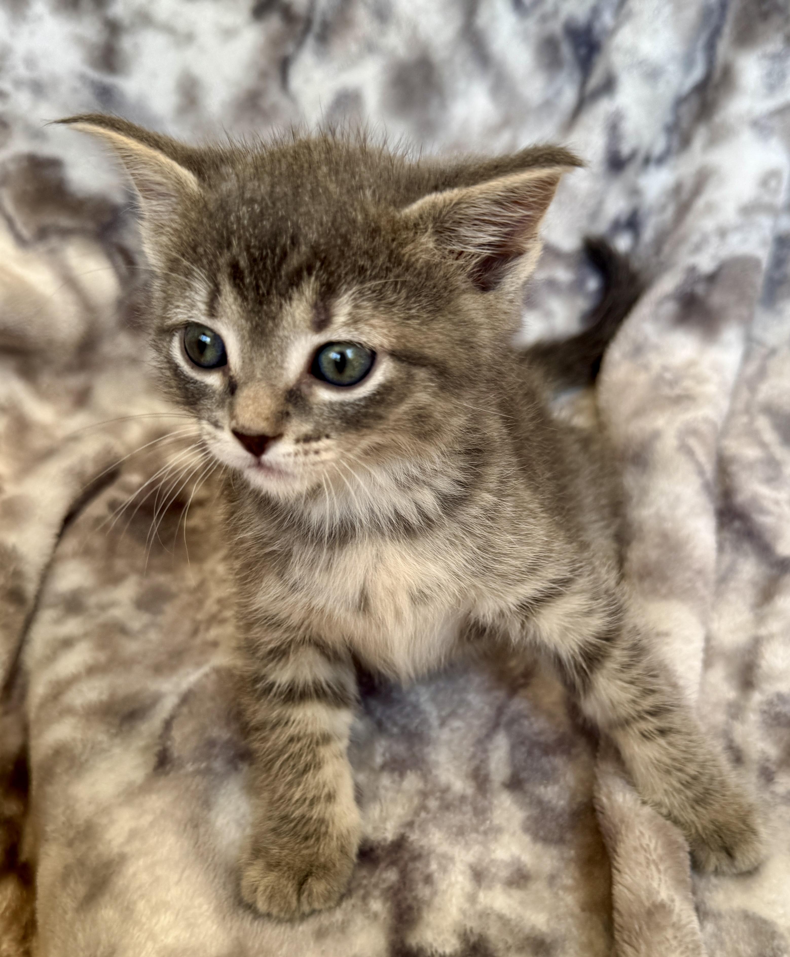 Enlarge Lenny, a ADOPTABLE Domestic Short Hair in Port Washington, WI image 2/3