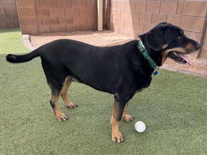 Mason, Adoptable, Adult Male Rottweiler & Mixed Breed.