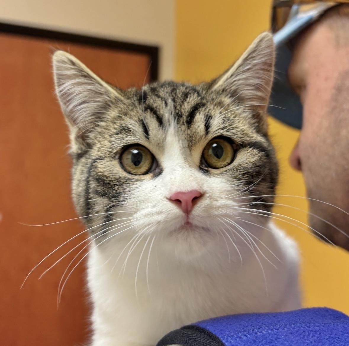 Sally, ADOPTABLE, Young Female Domestic Short Hair.