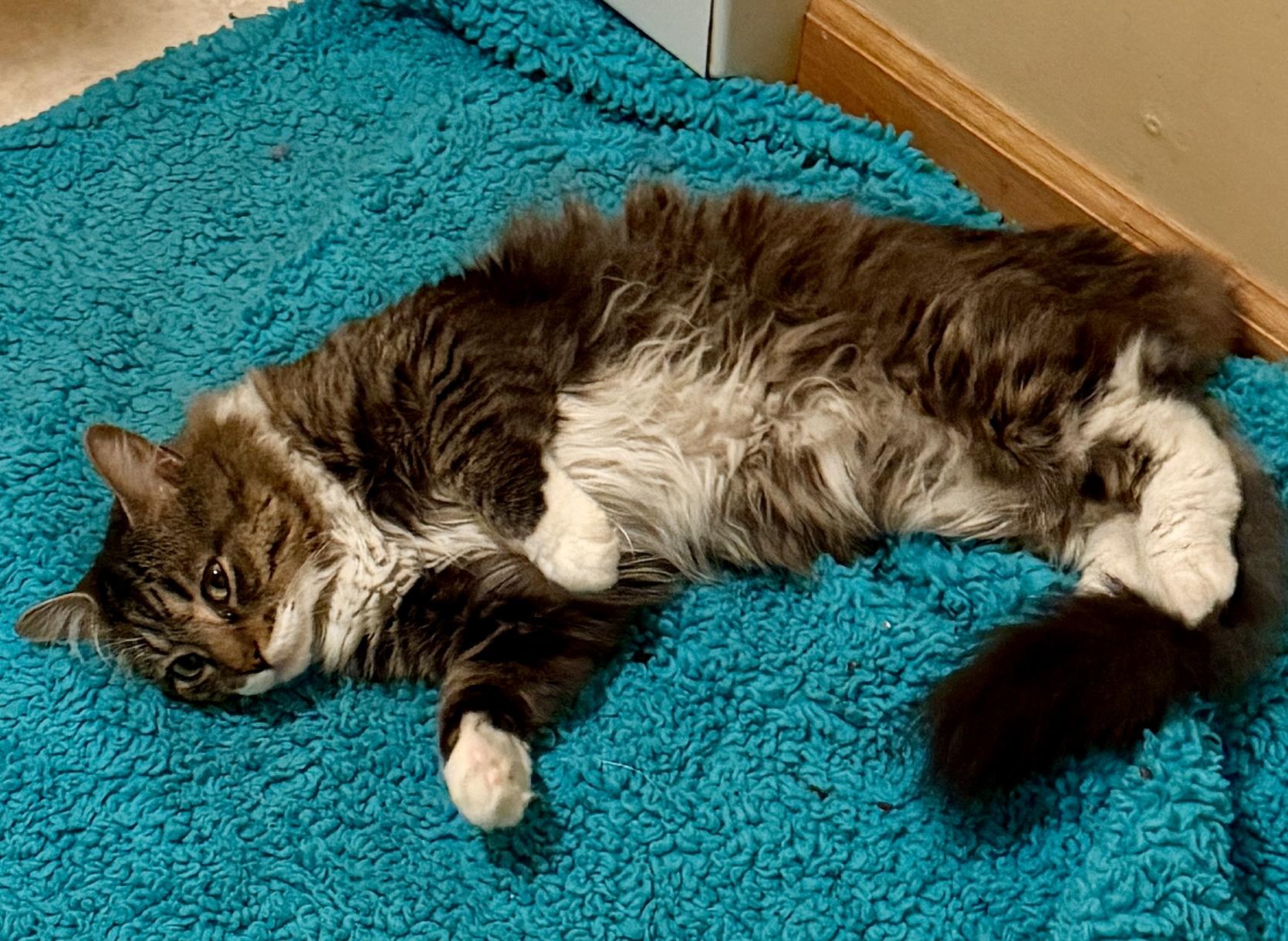 Biggie, a Adoptable Domestic Long Hair in East Hanover, NJ image 2/4