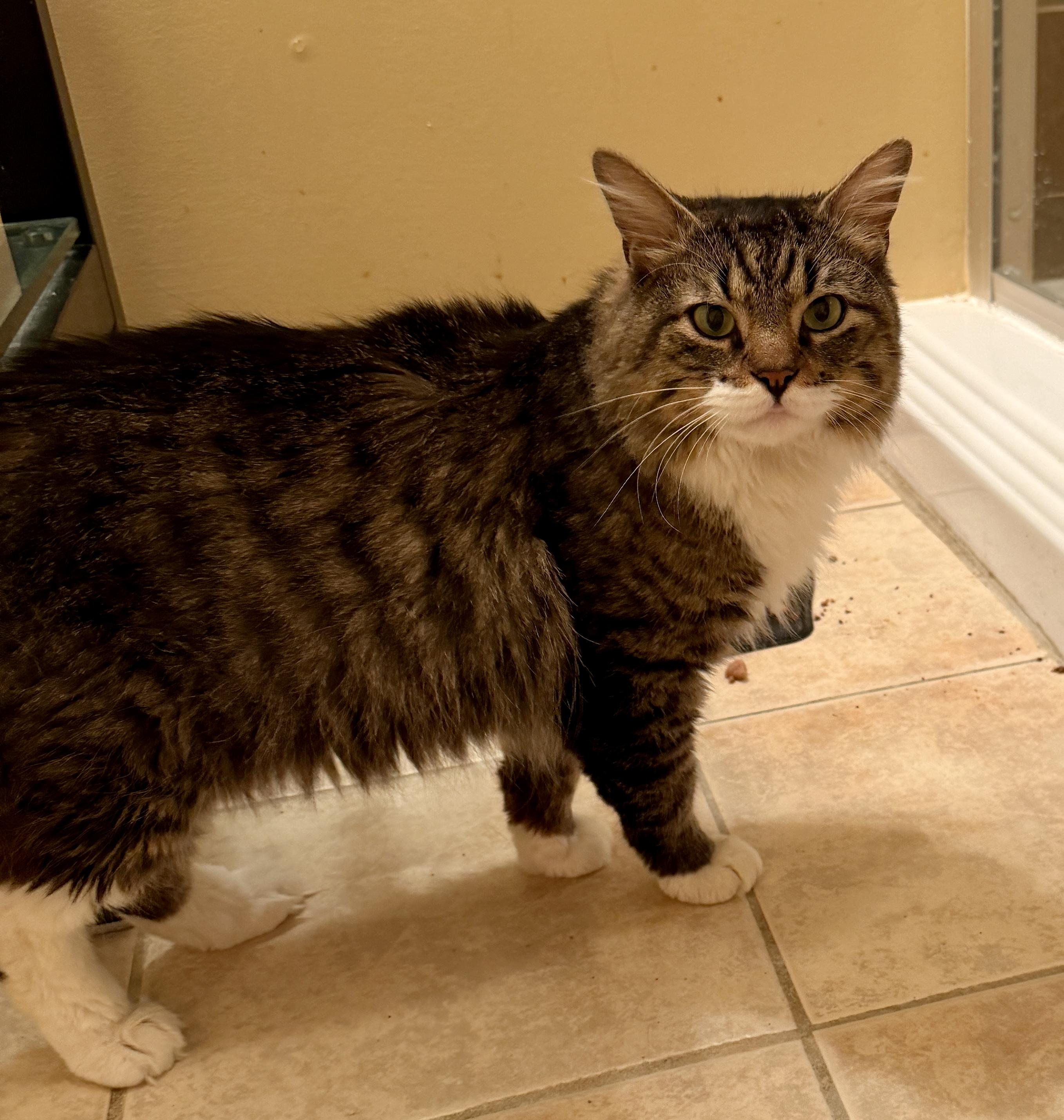 Biggie, Adoptable, Young Male Domestic Long Hair.