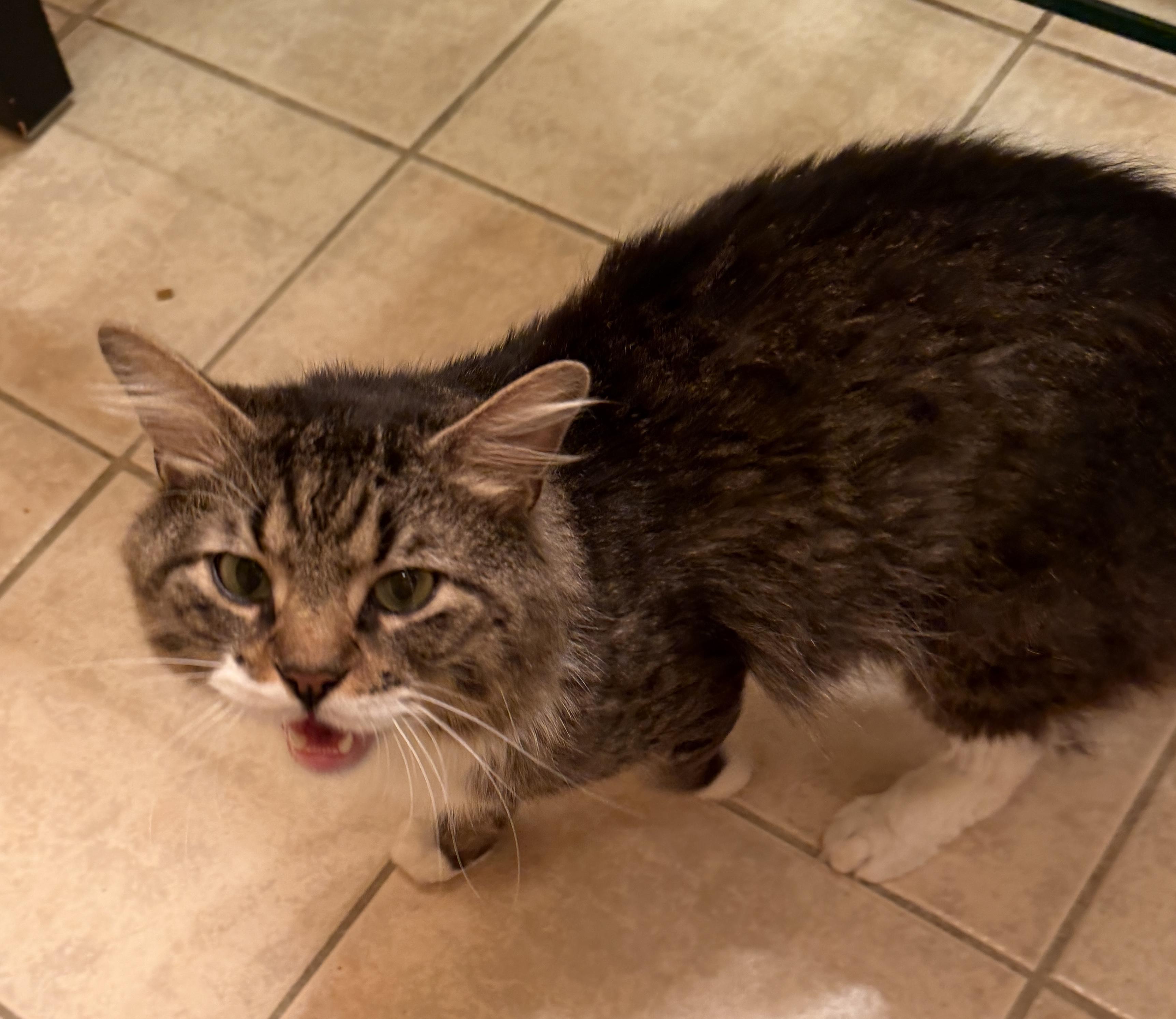 Biggie, a Adoptable Domestic Long Hair in East Hanover, NJ image 3/4
