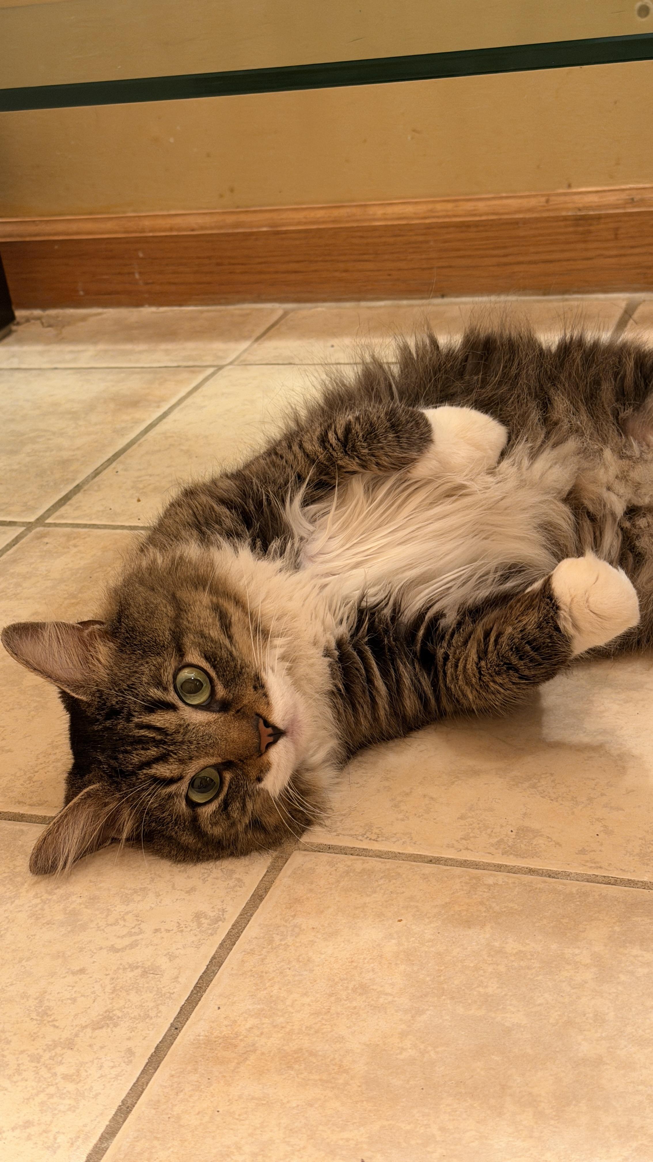 Biggie, a Adoptable Domestic Long Hair in East Hanover, NJ image 4/4