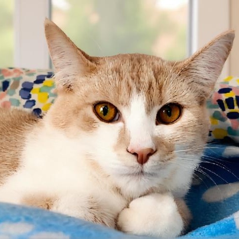 Joanie Cunningham, a Adoptable Domestic Short Hair in Grayling, MI image 1/2