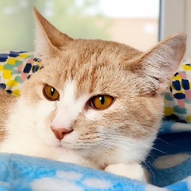 Joanie Cunningham, a Adoptable Domestic Short Hair in Grayling, MI image 2/2