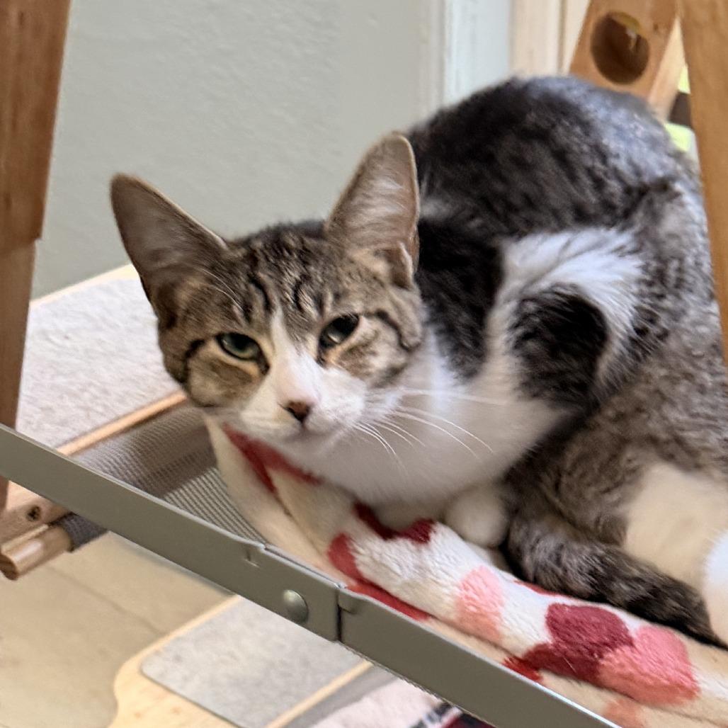 Dorothy, Adoptable, Kitten Female Domestic Short Hair.