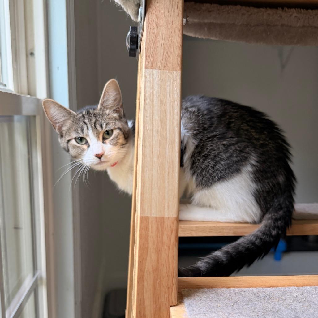 Enlarge Dorothy, a Adoptable Domestic Short Hair in Richland, MI image 2/3