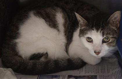 Enlarge Sammi, a Adoptable mixed breed in Fairhope, AL image 1/1