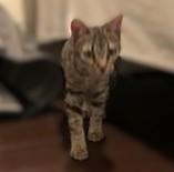 Enlarge Rogue, a Adoptable Domestic Short Hair in FREDERICKSBURG , VA image 5/5