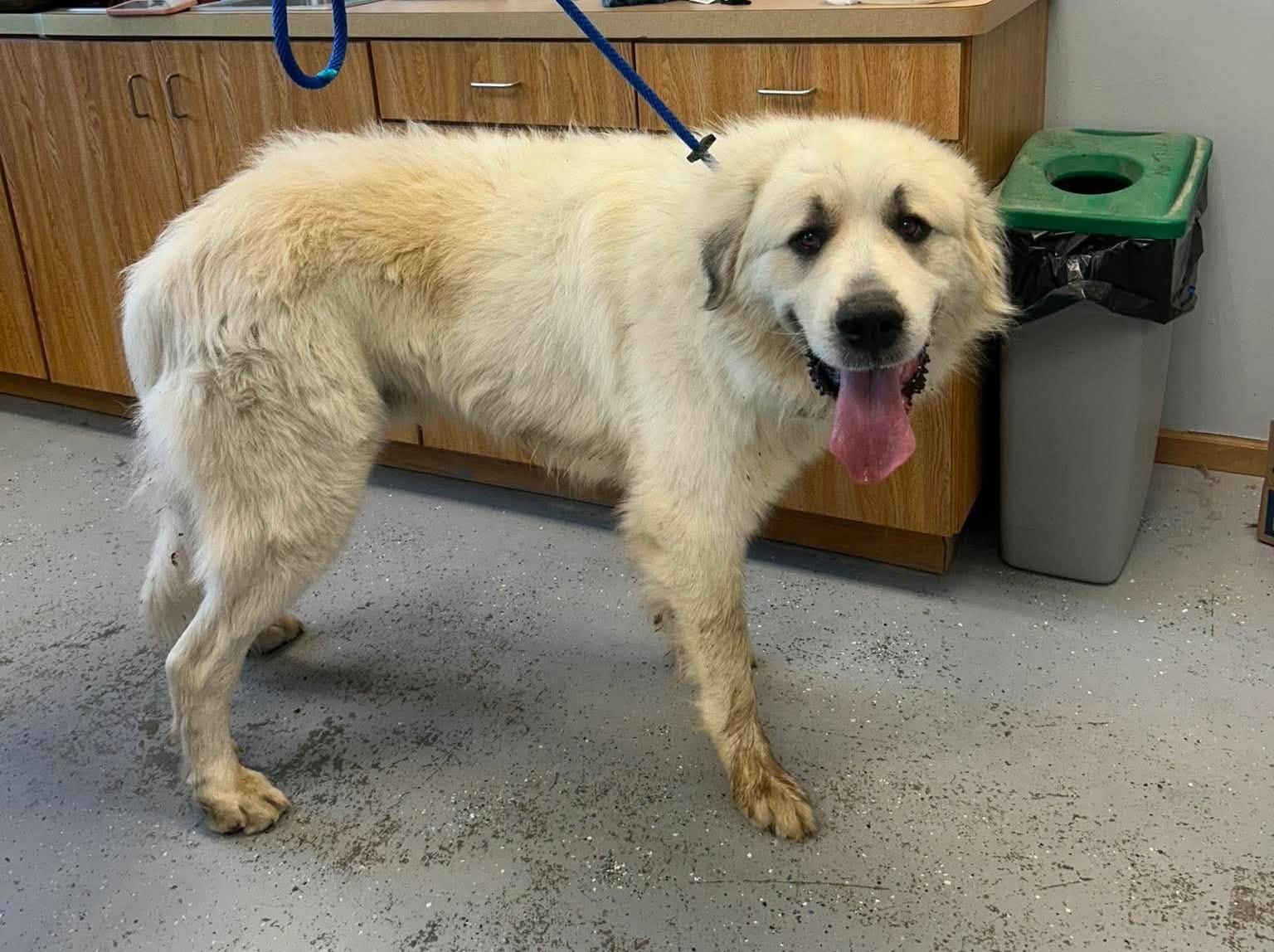 Enlarge Memphis, a Adoptable mixed breed in Maryville, MO image 5/5