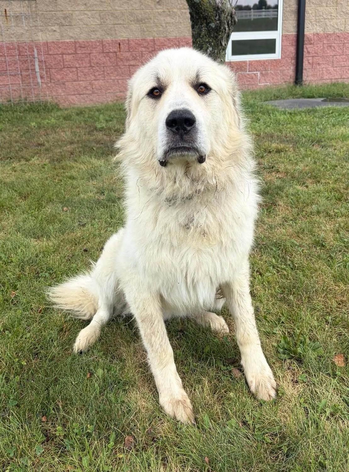 Enlarge Memphis, a Adoptable mixed breed in Maryville, MO image 4/5