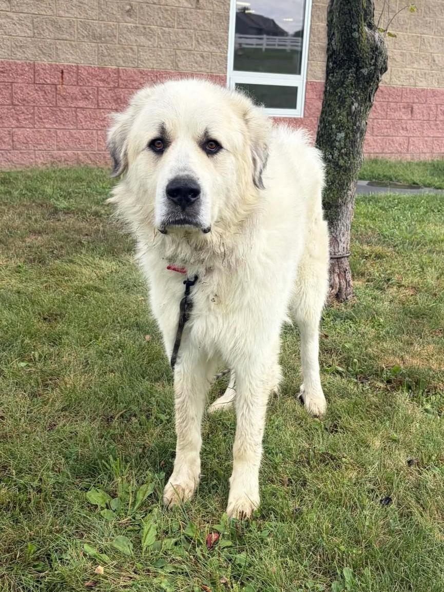 Enlarge Memphis, a Adoptable mixed breed in Maryville, MO image 3/5
