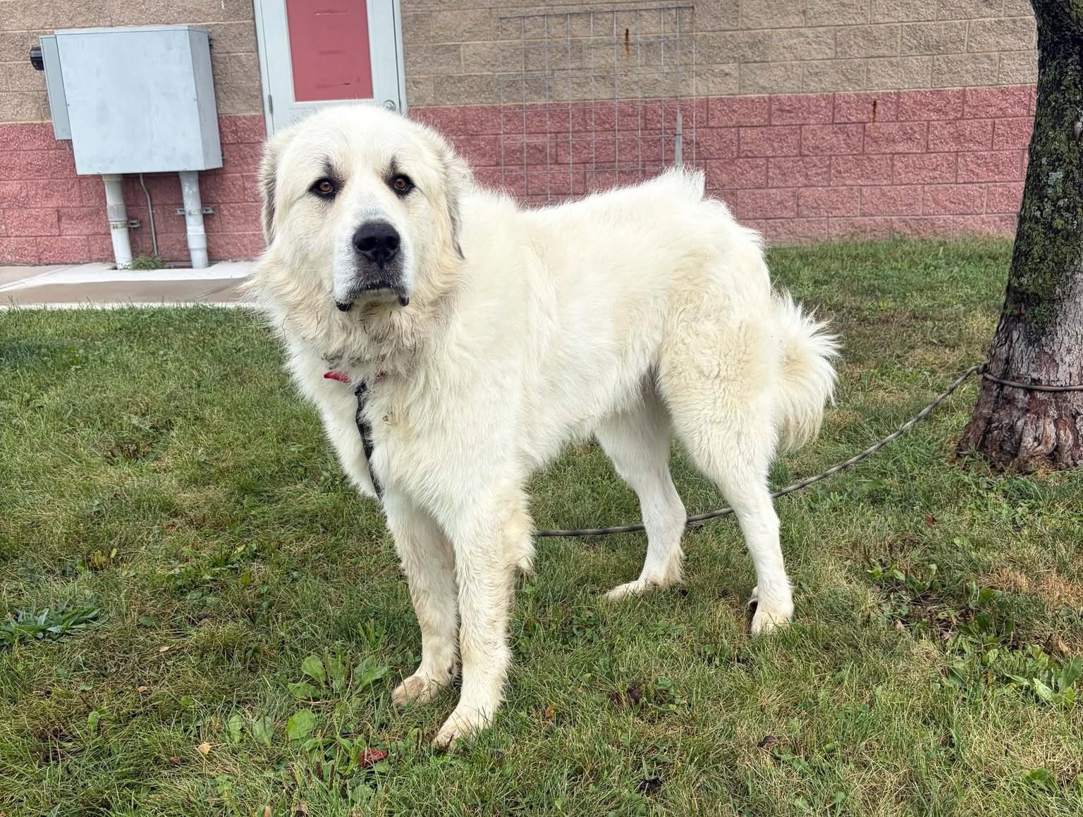 Enlarge Memphis, a Adoptable mixed breed in Maryville, MO image 1/5