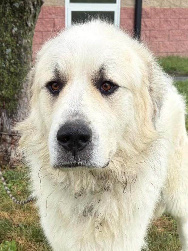 Enlarge Memphis, a Adoptable mixed breed in Maryville, MO image 2/5
