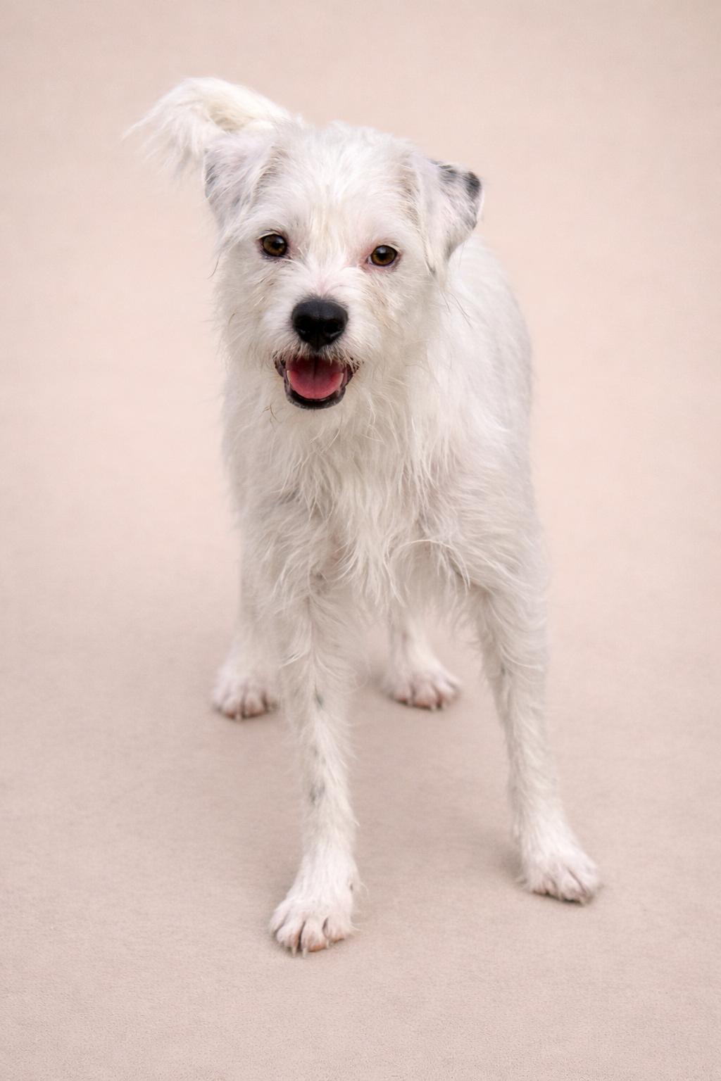 Enlarge Suki, a Adoptable Terrier in Austin, TX image 1/6