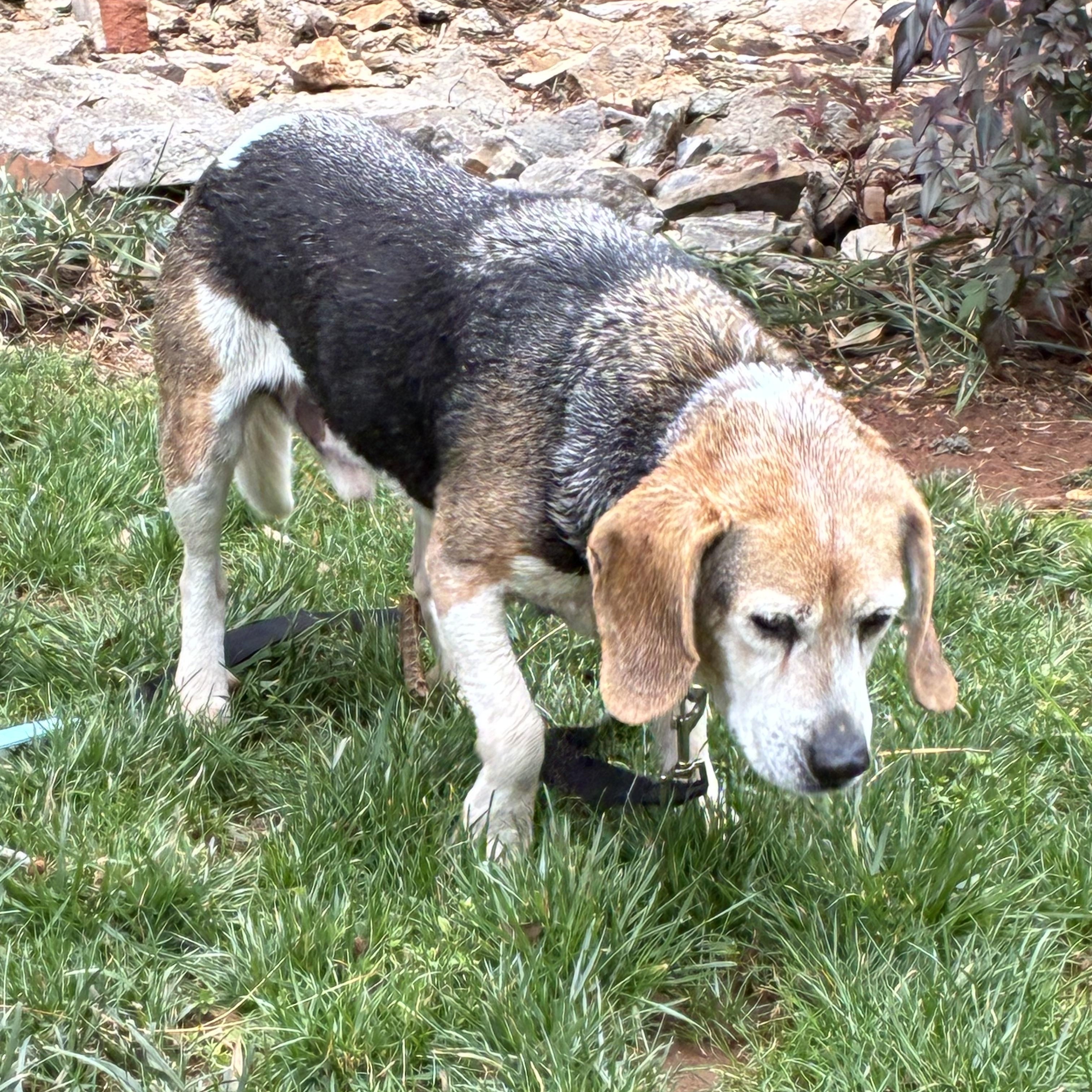 Enlarge Doogie, a Adoptable Beagle in Cumming, GA image 5/5