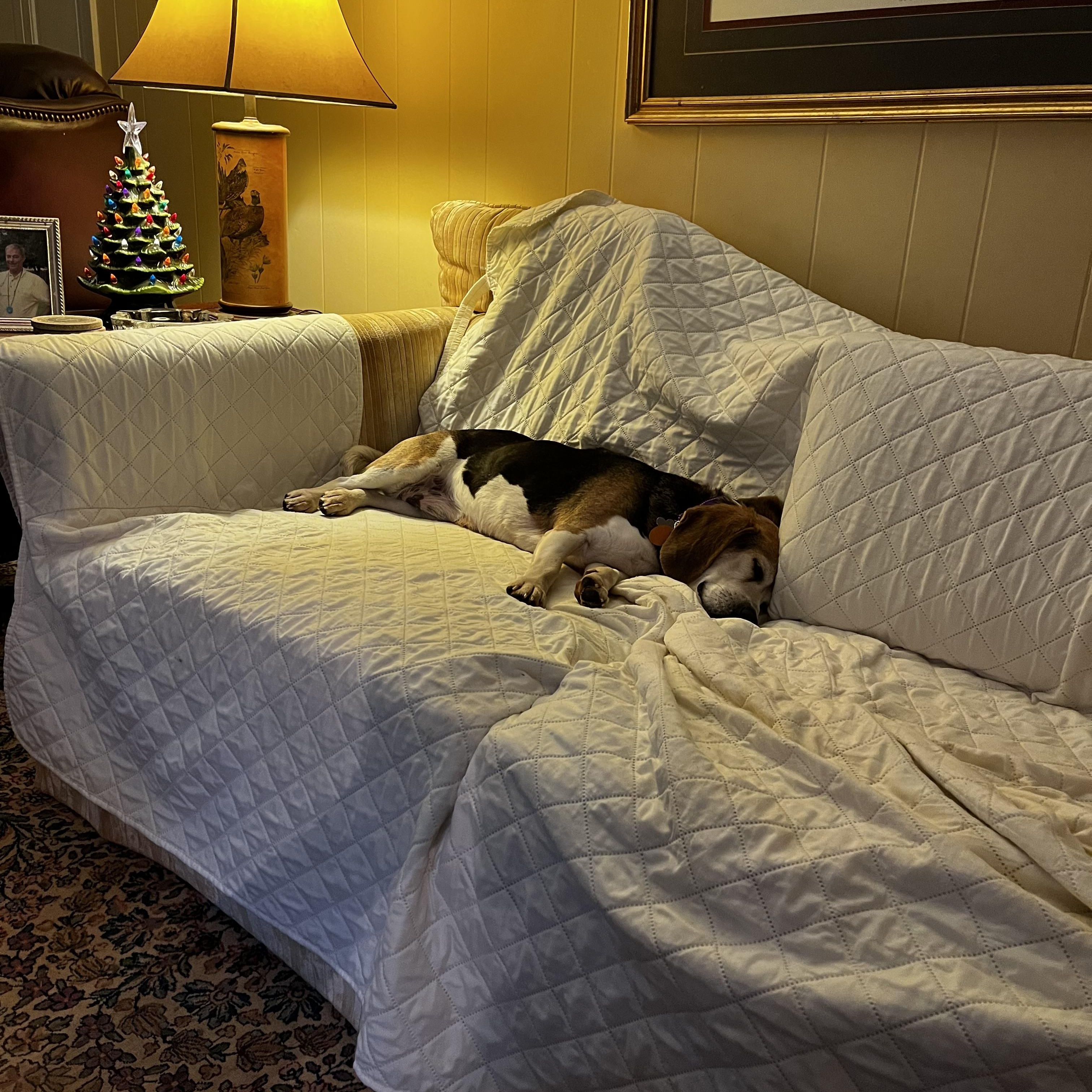 Enlarge Doogie, a Adoptable Beagle in Cumming, GA image 3/5