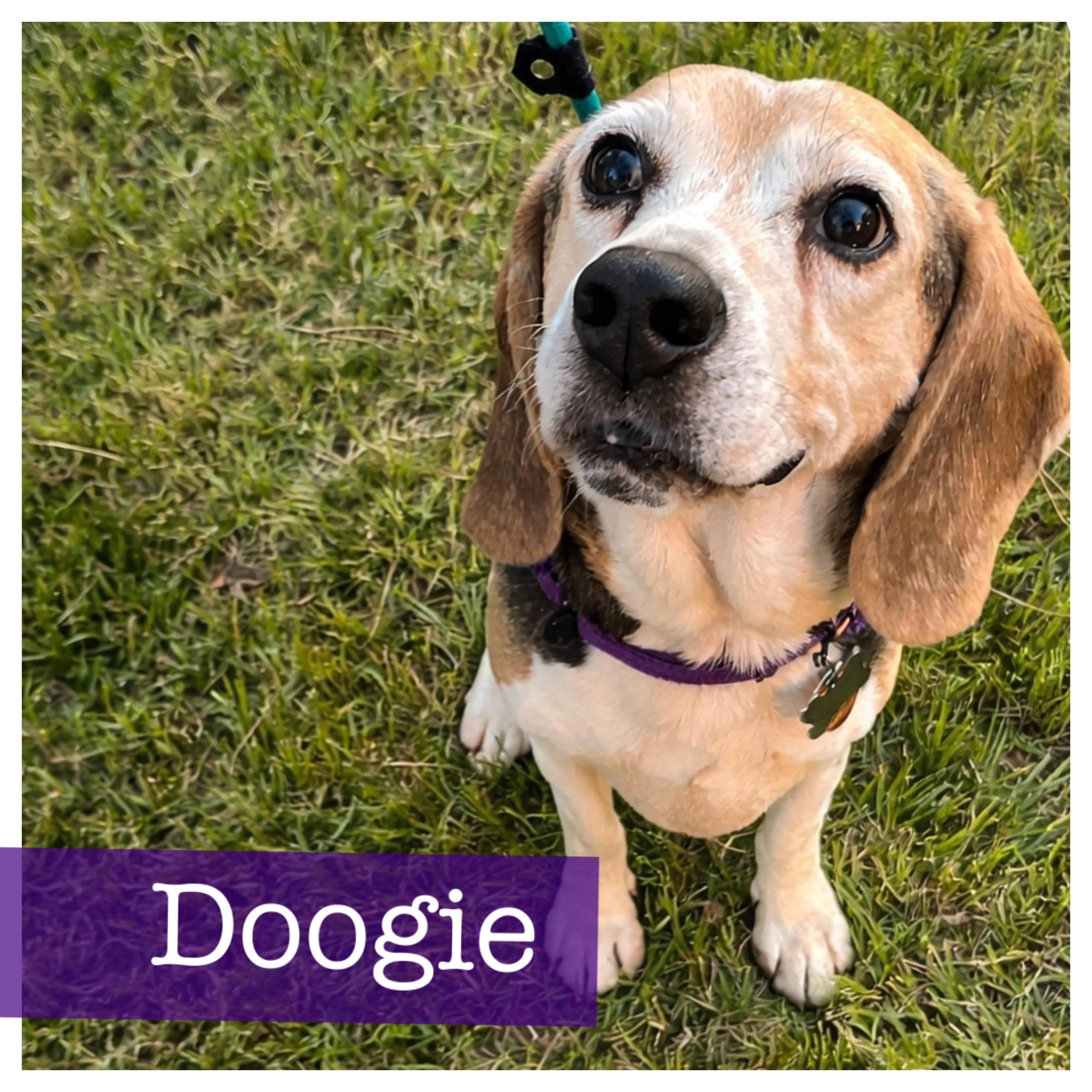 Enlarge Doogie, a Adoptable Beagle in Cumming, GA image 1/6