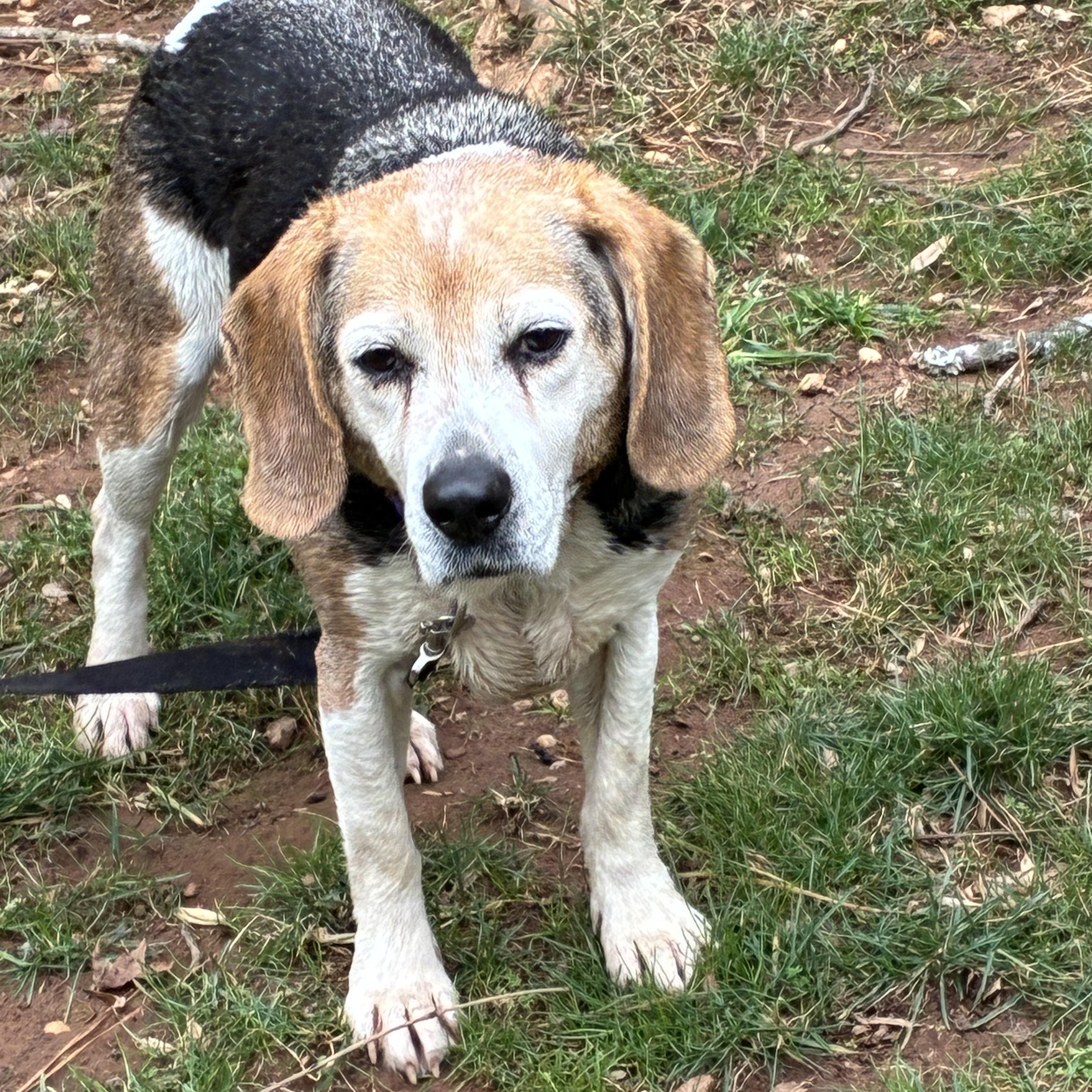 Enlarge Doogie, a Adoptable Beagle in Cumming, GA image 4/5