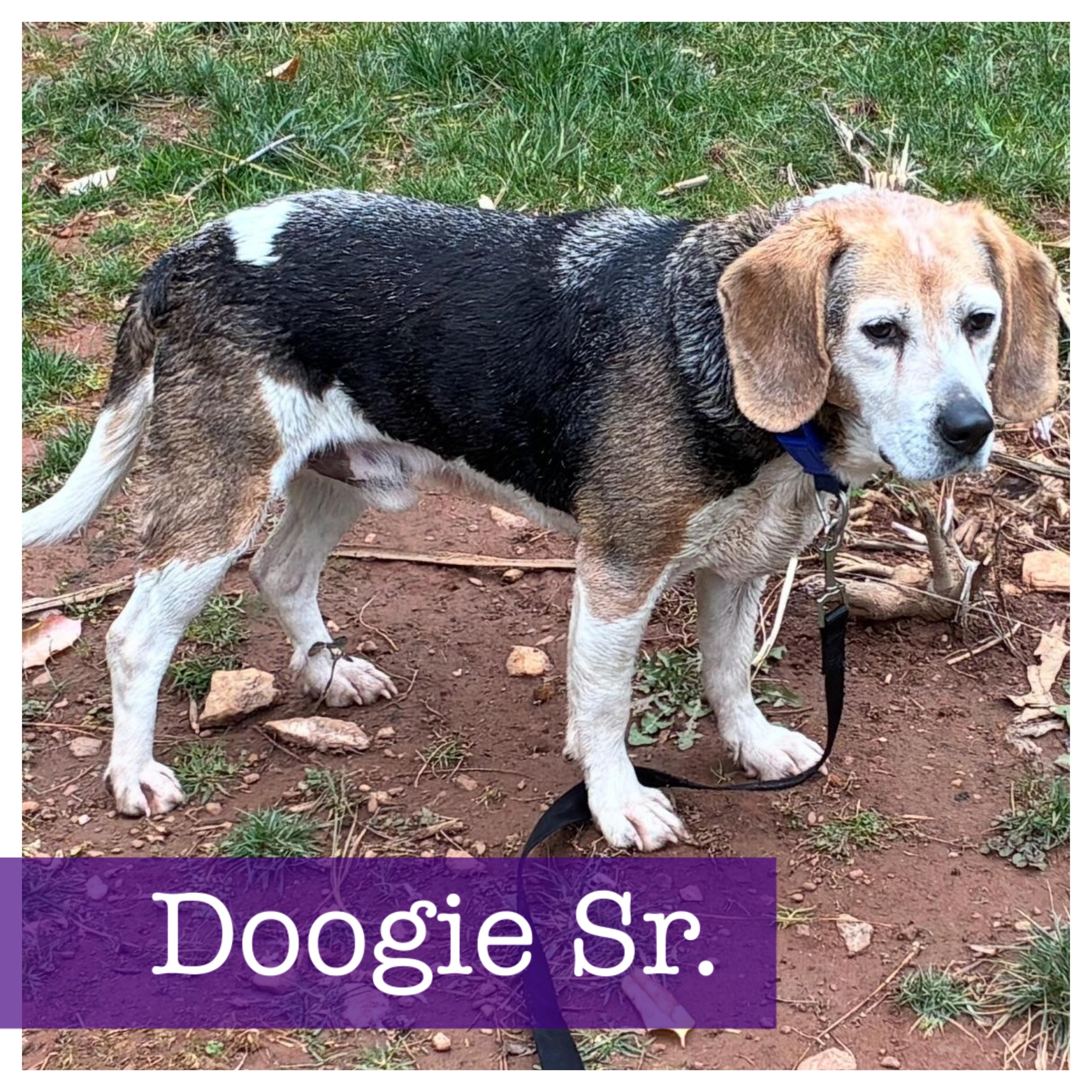 Enlarge Doogie, a Adoptable Beagle in Cumming, GA image 1/5