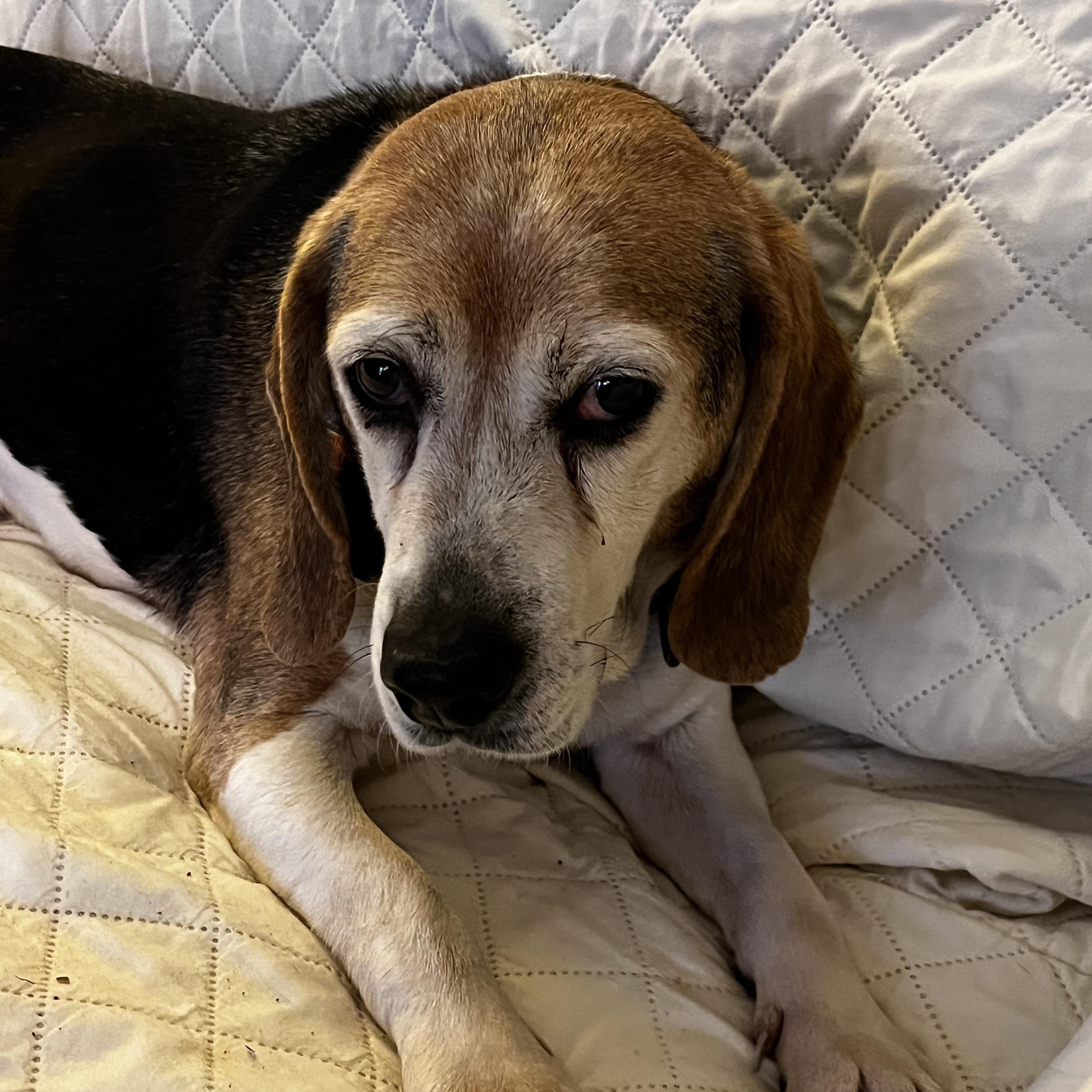 Enlarge Doogie, a Adoptable Beagle in Cumming, GA image 2/5