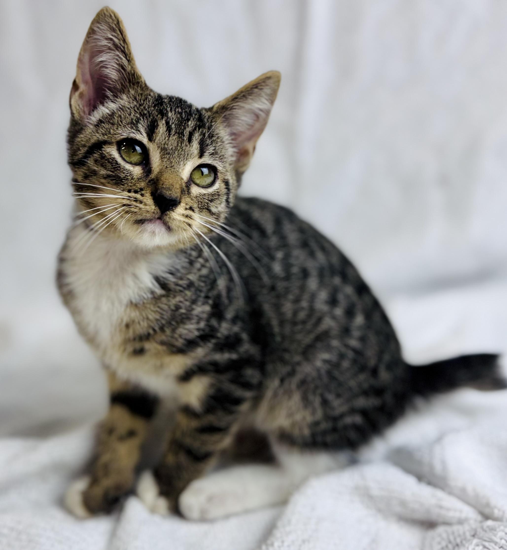 Ham, Baby Male Manx