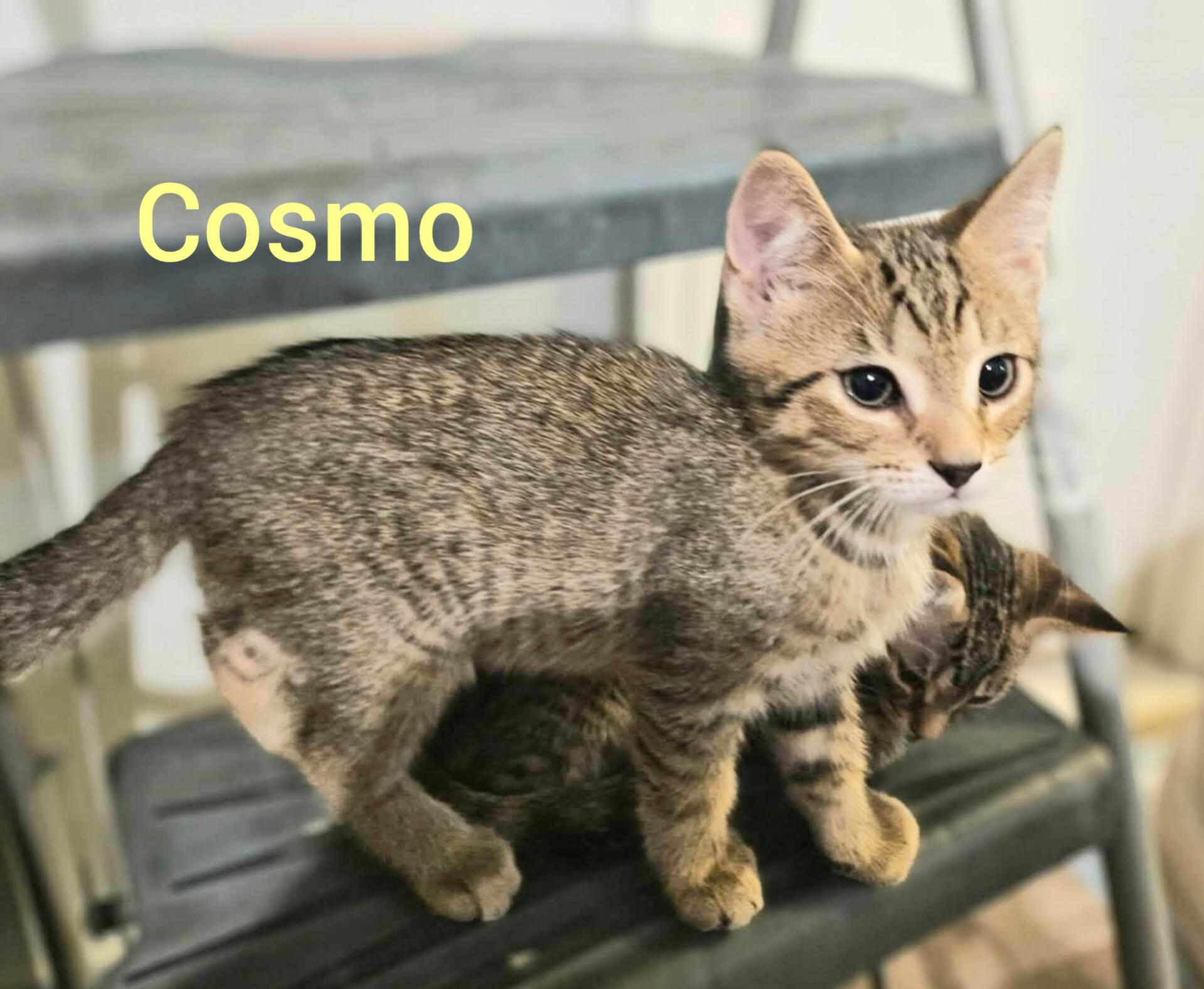 Enlarge Cosma, a ADOPTABLE mixed breed in Shrewsbury, MA image 1/1