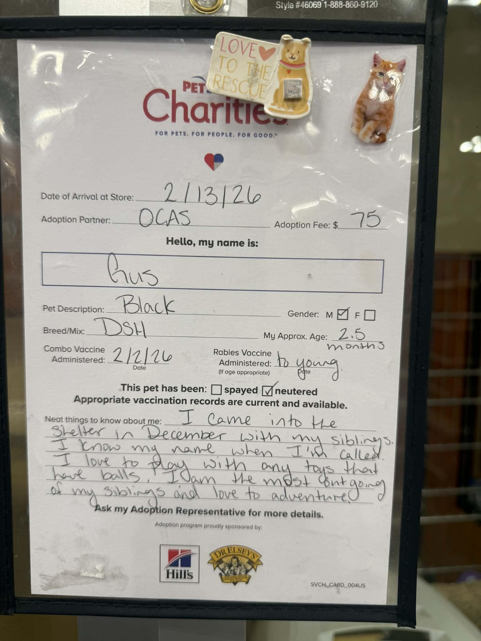 Enlarge Gus @ PetSmart in Athens, an adopted Domestic Short Hair in Bishop, GA image 3/6