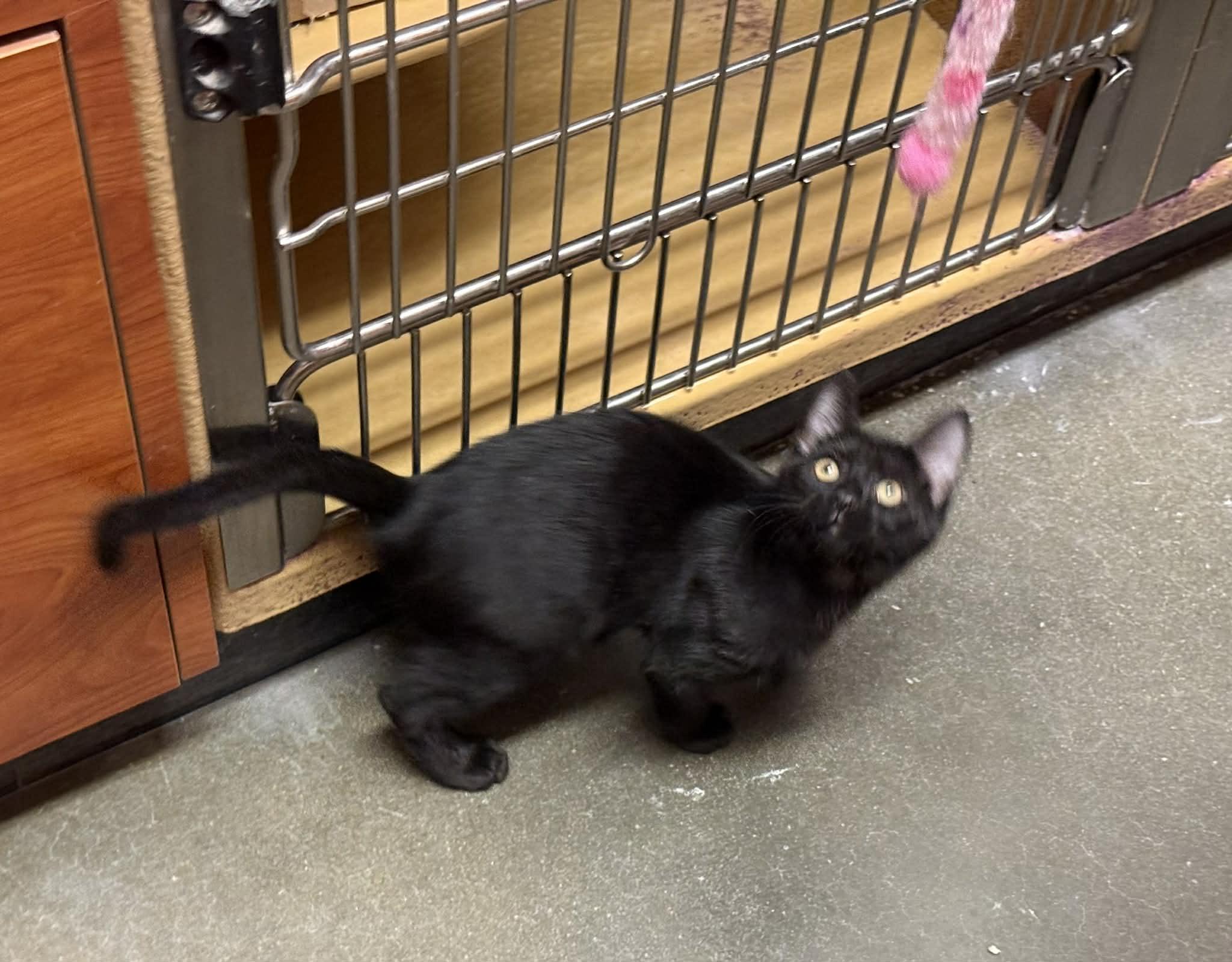 Enlarge Gus @ PetSmart in Athens, an adopted Domestic Short Hair in Bishop, GA image 6/6