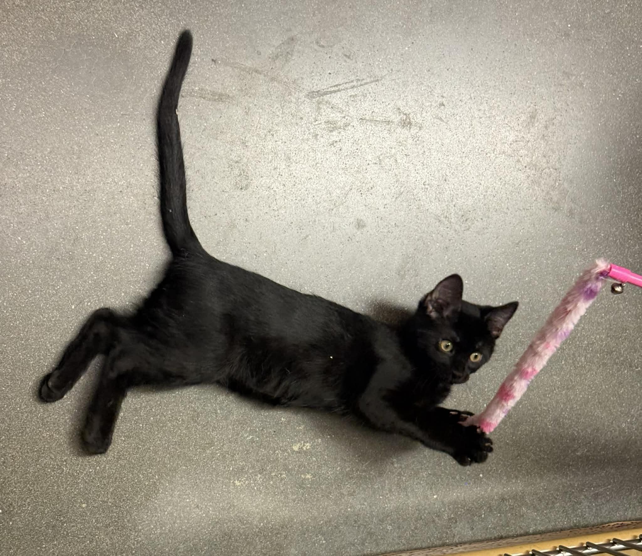 Enlarge Gus @ PetSmart in Athens, an adopted Domestic Short Hair in Bishop, GA image 5/6