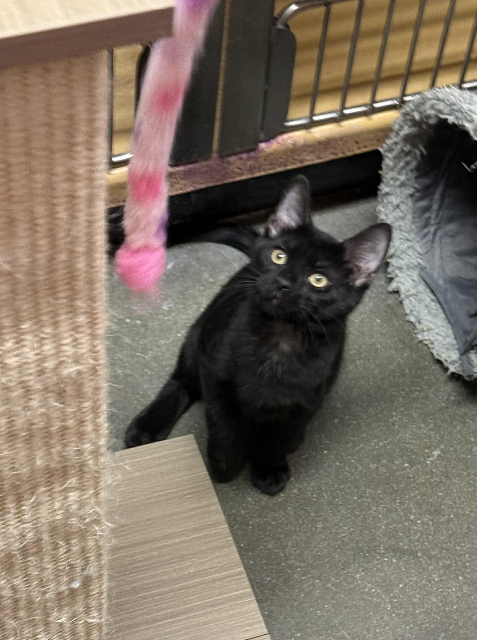 Enlarge Gus @ PetSmart in Athens, an adopted Domestic Short Hair in Bishop, GA image 4/6