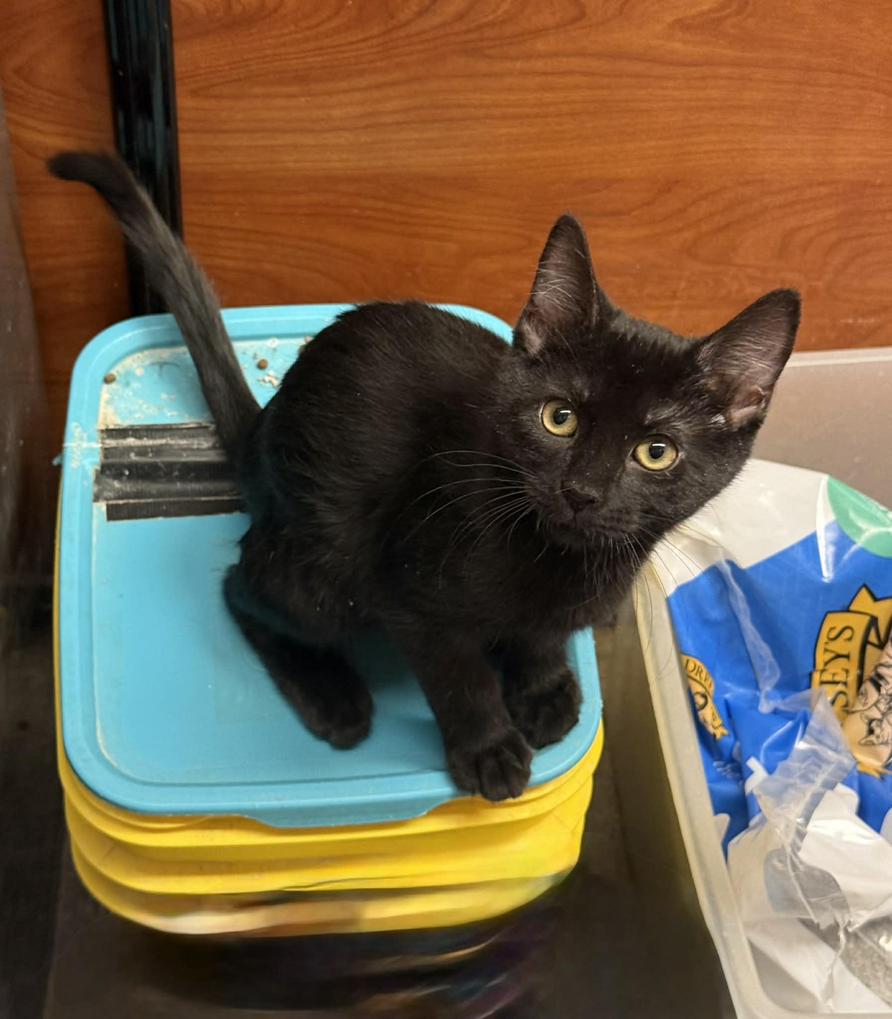 Enlarge Gus @ PetSmart in Athens, an adopted Domestic Short Hair in Bishop, GA image 1/6