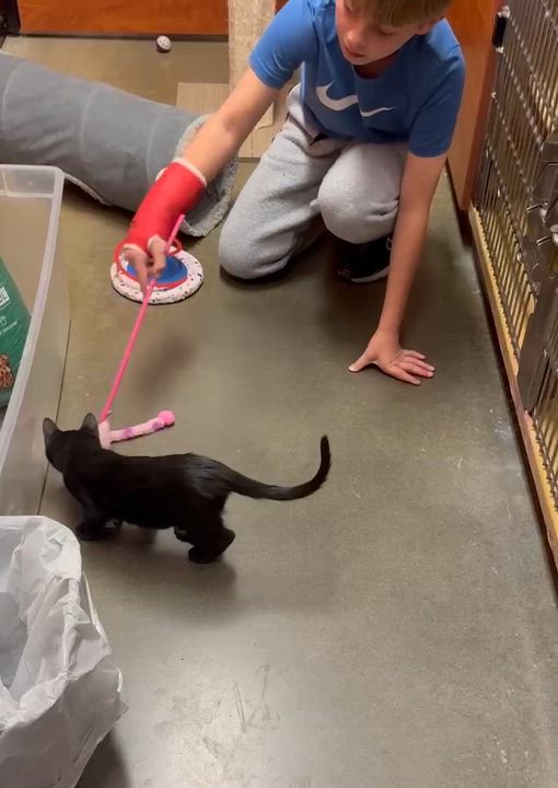 Enlarge Gus @ PetSmart in Athens, an adopted Domestic Short Hair in Bishop, GA video 2/6