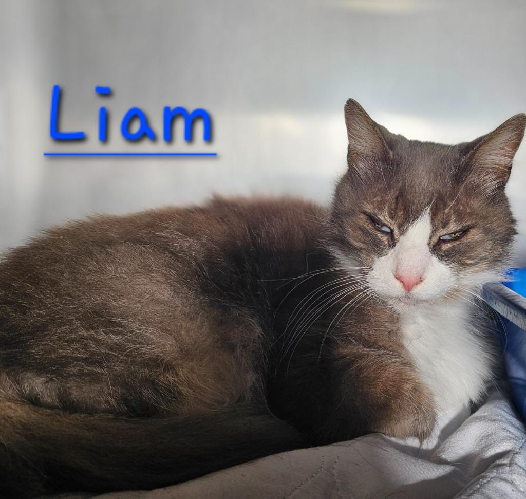 Liam, Adoptable, Adult Male Domestic Medium Hair.