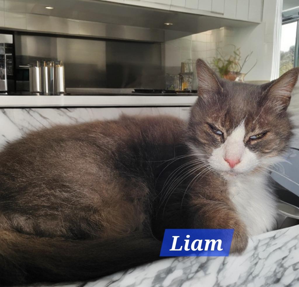 Enlarge Liam, a Adoptable mixed breed in Jim Thorpe, PA image 2/2