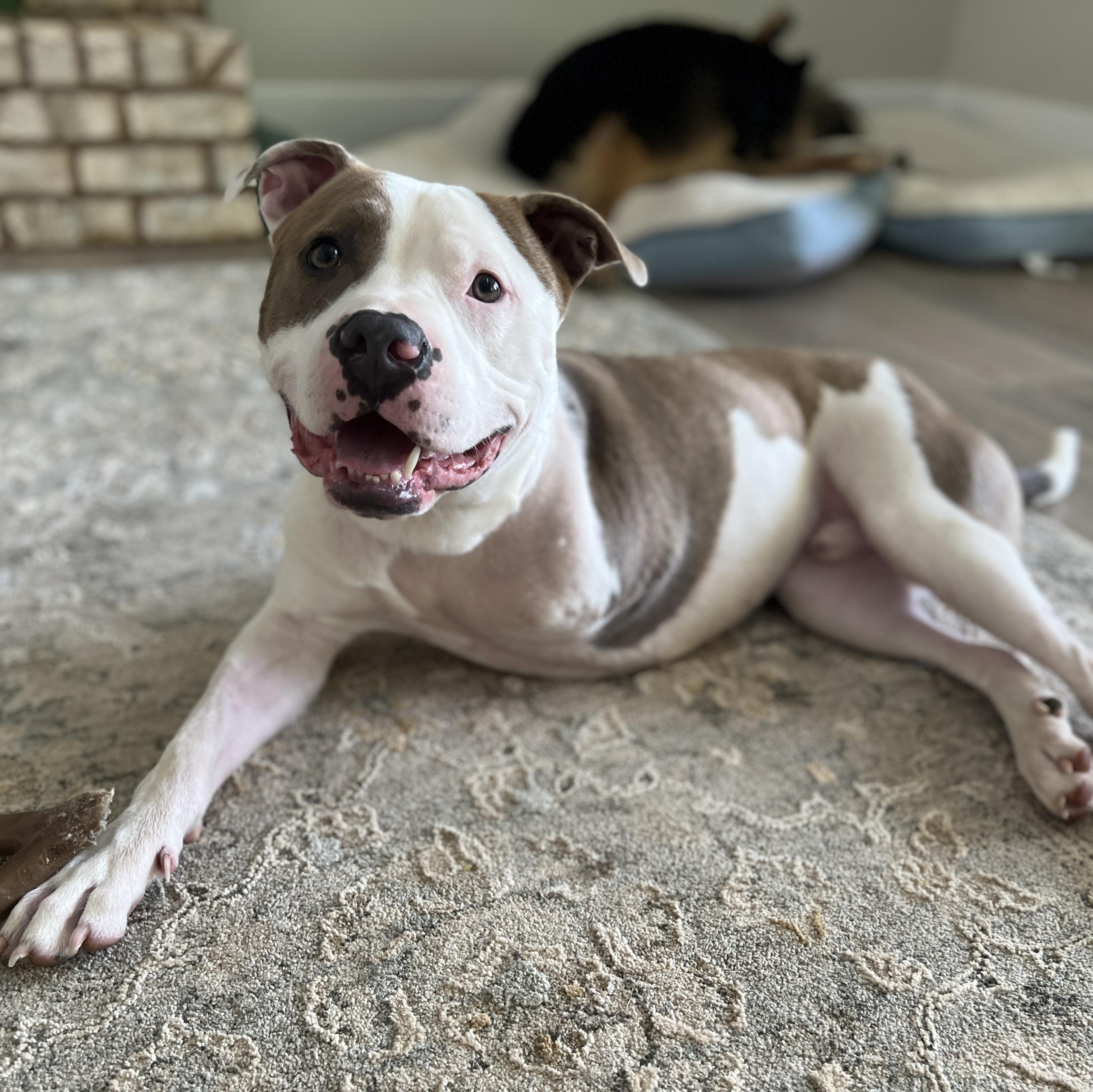 Rucker, Adult Male Pit Bull Terrier