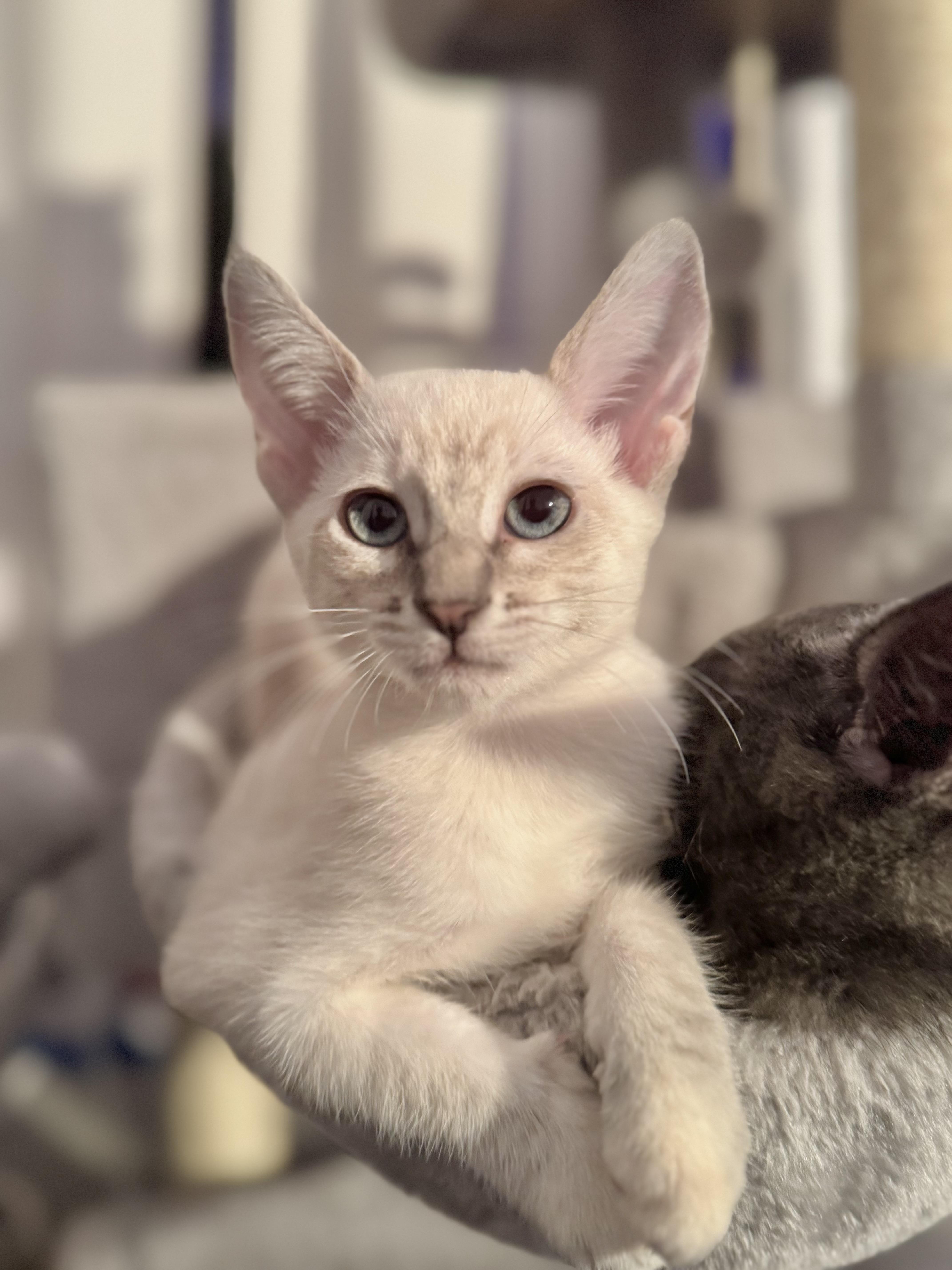 Lucy, Adoptable, Young Female Siamese.