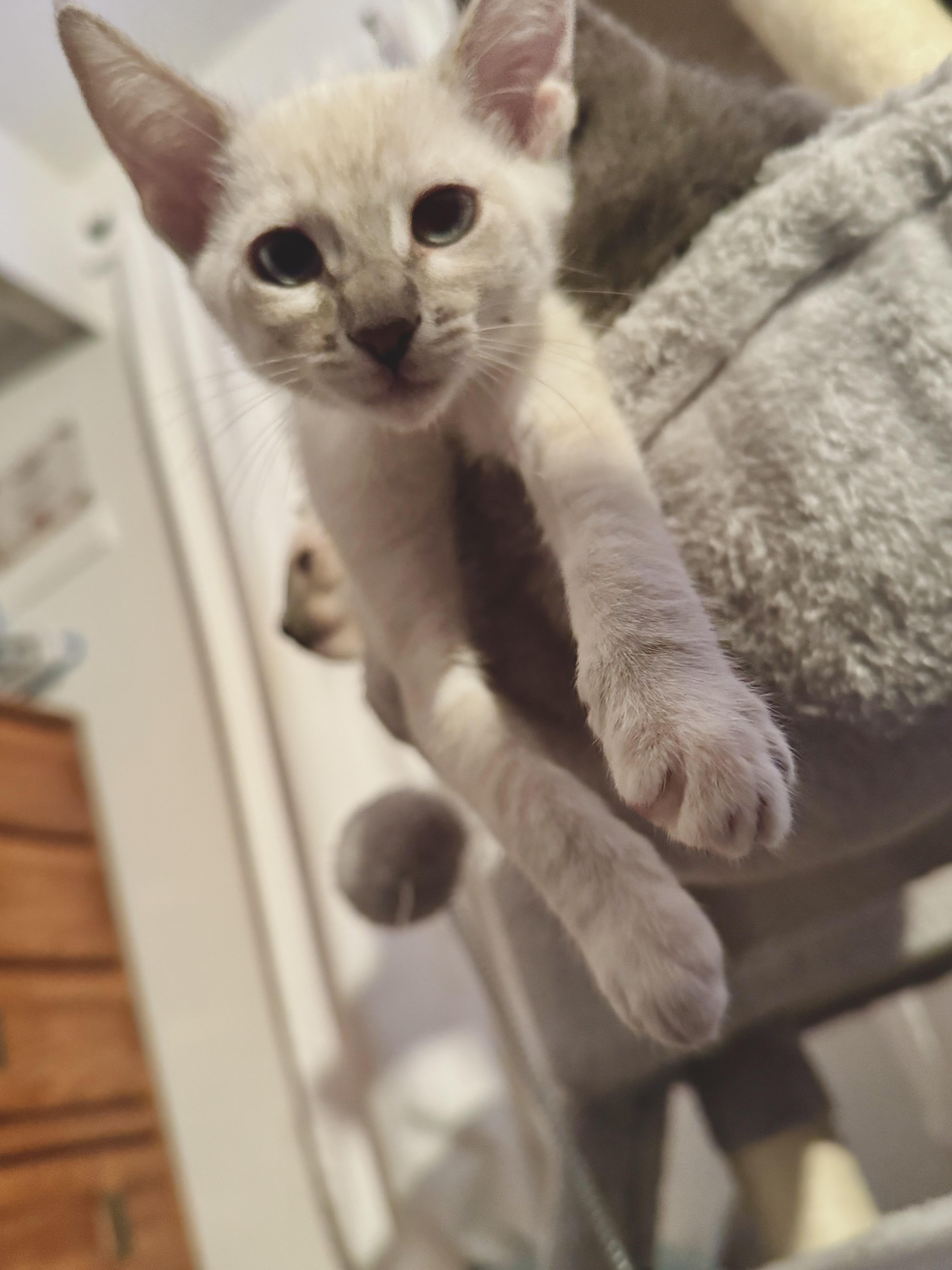 Enlarge Lucy, a Adoptable Siamese in Oakley, CA image 4/4