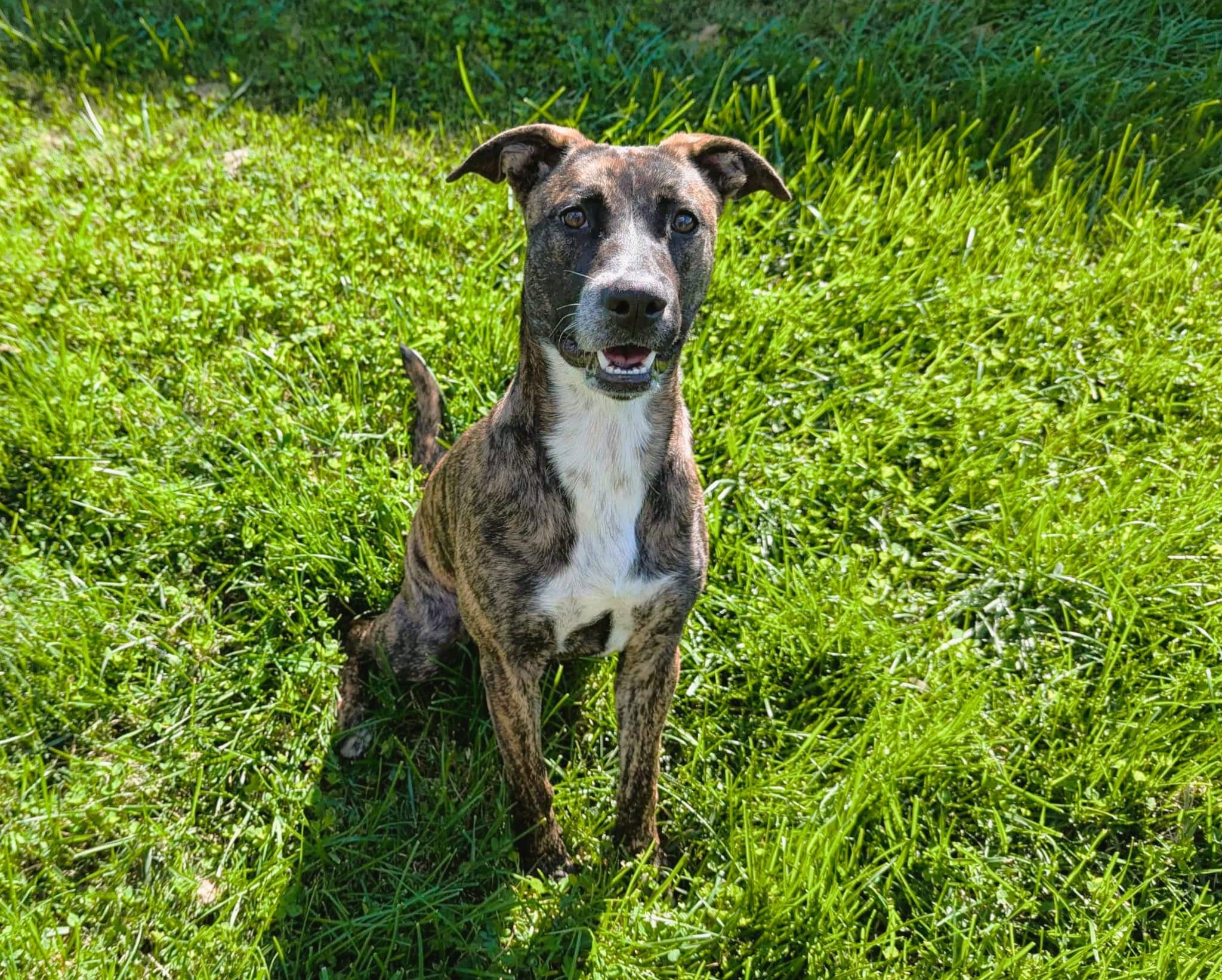 Willow, ADOPTABLE, Young Female Pit Bull Terrier.