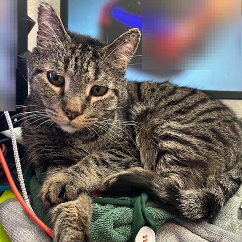 Maurice, Adoptable, Senior Male Domestic Short Hair.