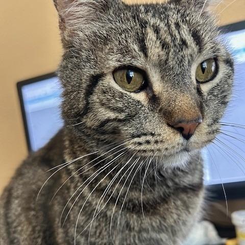 Maurice, Adoptable, Senior Male Domestic Short Hair.