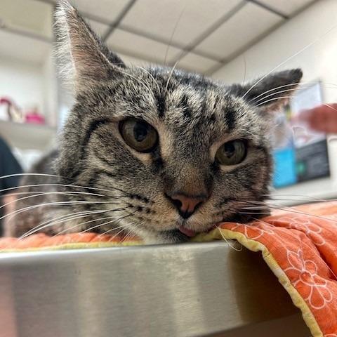 Enlarge Maurice, a Adoptable Domestic Short Hair in Las Vegas, NV image 2/6