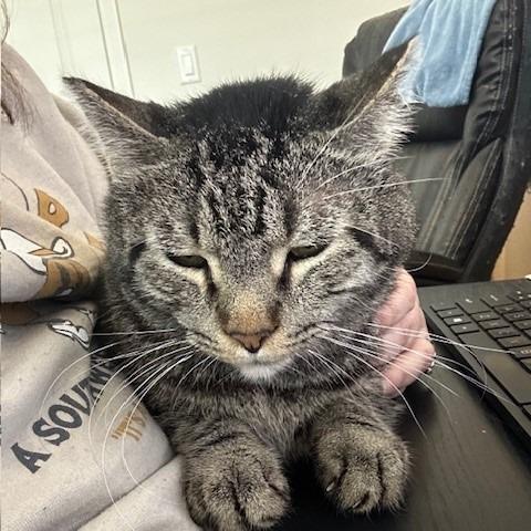 Enlarge Maurice, a Adoptable Domestic Short Hair in Las Vegas, NV image 3/6