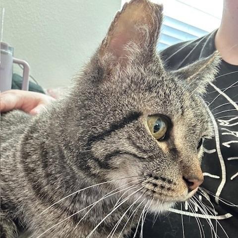 Enlarge Maurice, a Adoptable Domestic Short Hair in Las Vegas, NV image 4/6