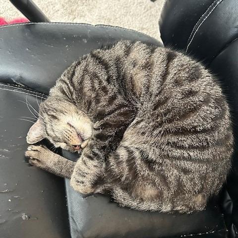 Enlarge Maurice, a Adoptable Domestic Short Hair in Las Vegas, NV image 5/6