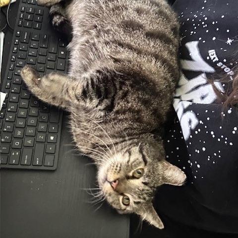 Enlarge Maurice, a Adoptable Domestic Short Hair in Las Vegas, NV image 6/6