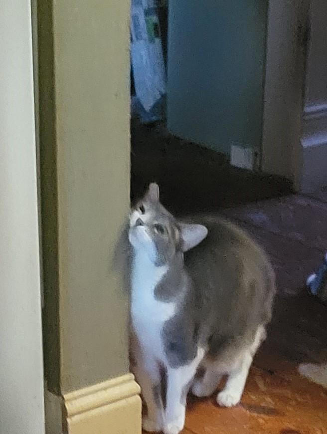 Kinzy, Adult Female Domestic Short Hair